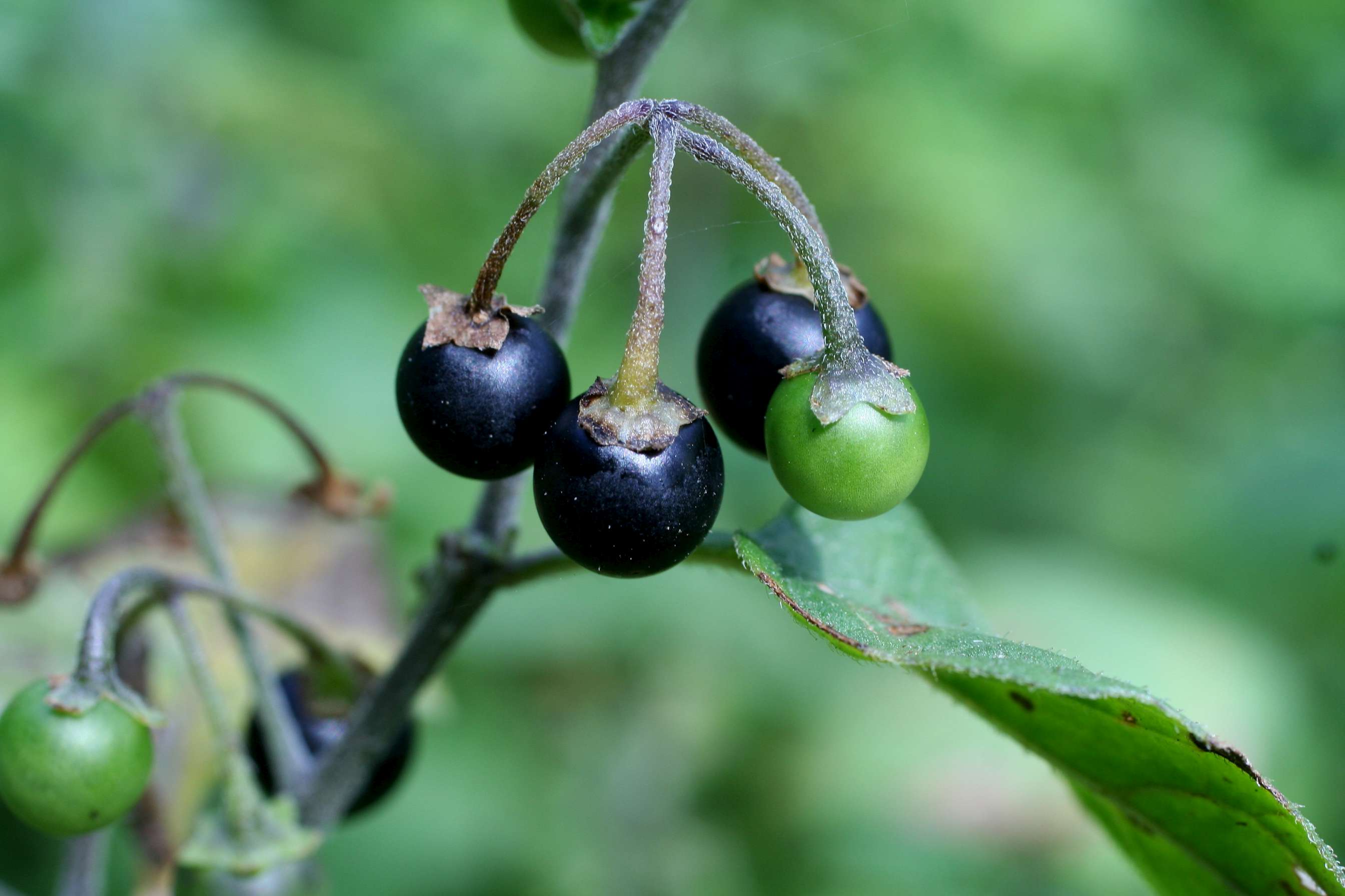 Serve il vostro aiuto - Solanum nigrum e villosum